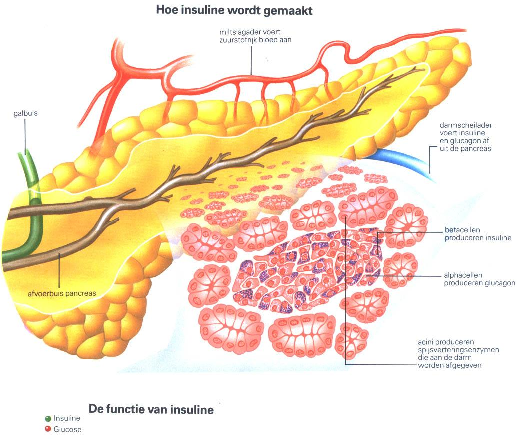 Figuur 1 De moederkoek, oftewel placenta, maakt veel stoffen die de werking van insuline remmen. Men denkt dat dit de oorzaak is van zwangerschapsdiabetes.