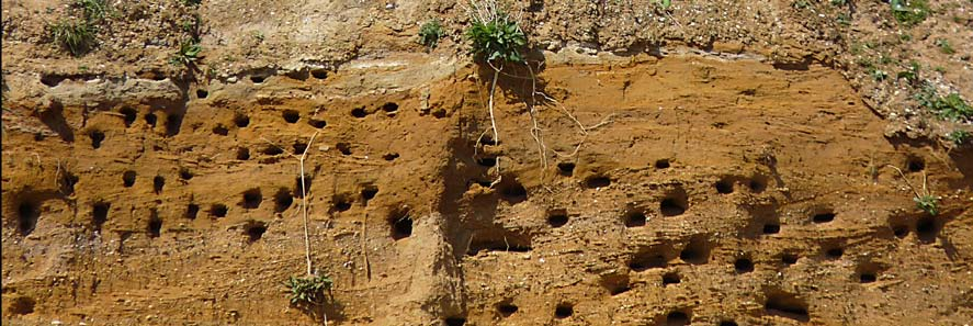 8 De Oeverzwaluw (Riparia riparia) Kenmerken: Klein en bleekbruin Zwak gevorkte staart Nest in steile oeverwanden Leefomgeving: De oeverzwaluw broedt van nature in steile afgekalfde oevers van