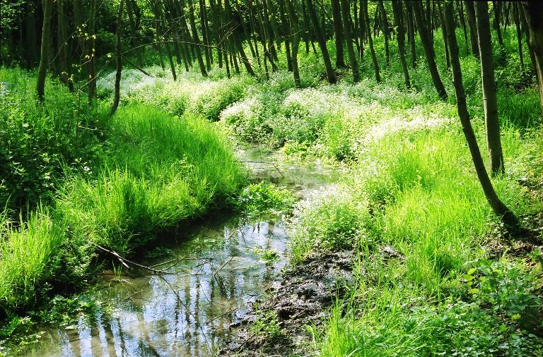 We zullen konikpaarden zien, veel vlinders, vogels bij de plas, maar ook de tekenen van de aanwezigheid van de bever zullen zeker opvallen.