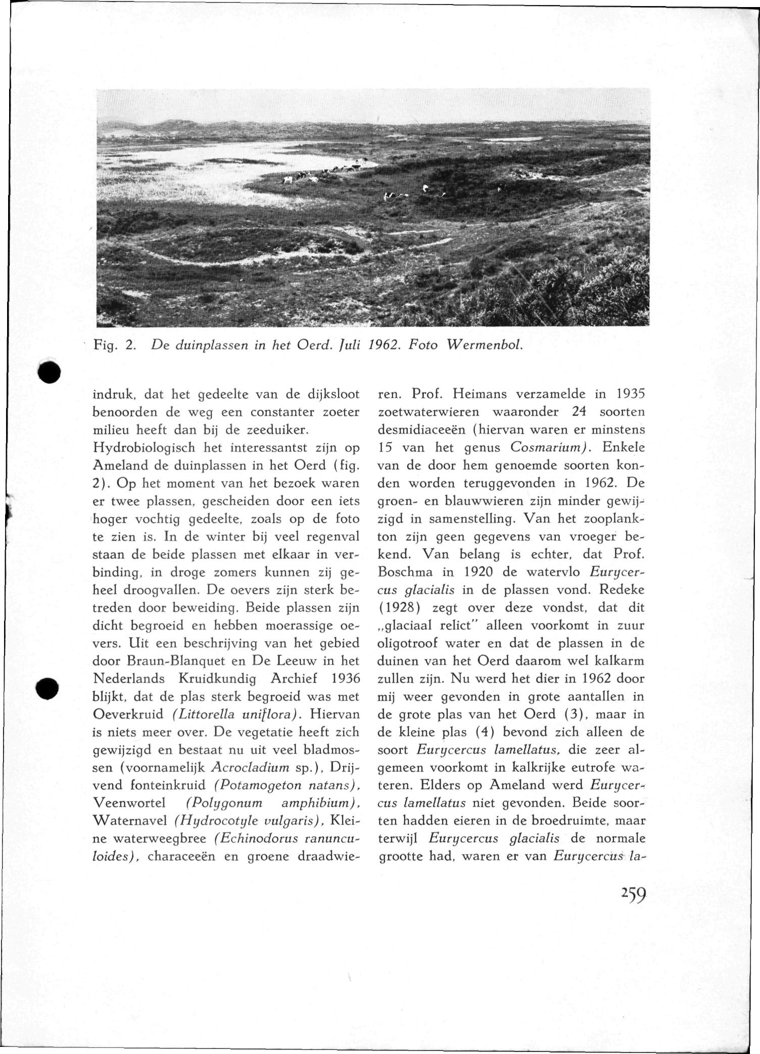 Fig.. De duinpiassen in het Oerd. Juli 96. Foto Wermenbol. indruk, dat het gedeelte van de dijksloot benoorden de weg een constanter zoeter milieu heeft dan bij de zeeduiker.