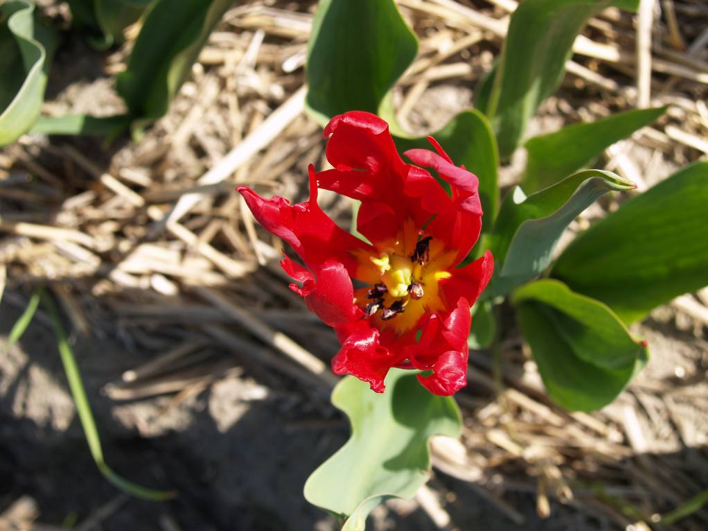 warmwaterbehandeling van tulpen; blad- en