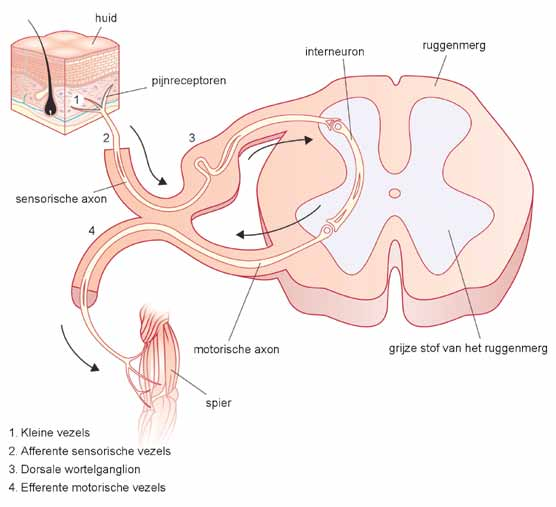 Figuur 1. Aangrijpingspunten van thalidomide- en bortezomib-geïnduceerde neuropathie.