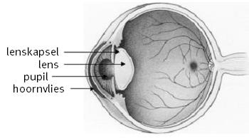 Wat is staar? In het oog bevindt zich direct achter de pupil (het zwarte rondje in het midden van uw oog) een lens. De lens bestaat uit lenseiwit. Om de lens zit een dun vlies, het kapsel.