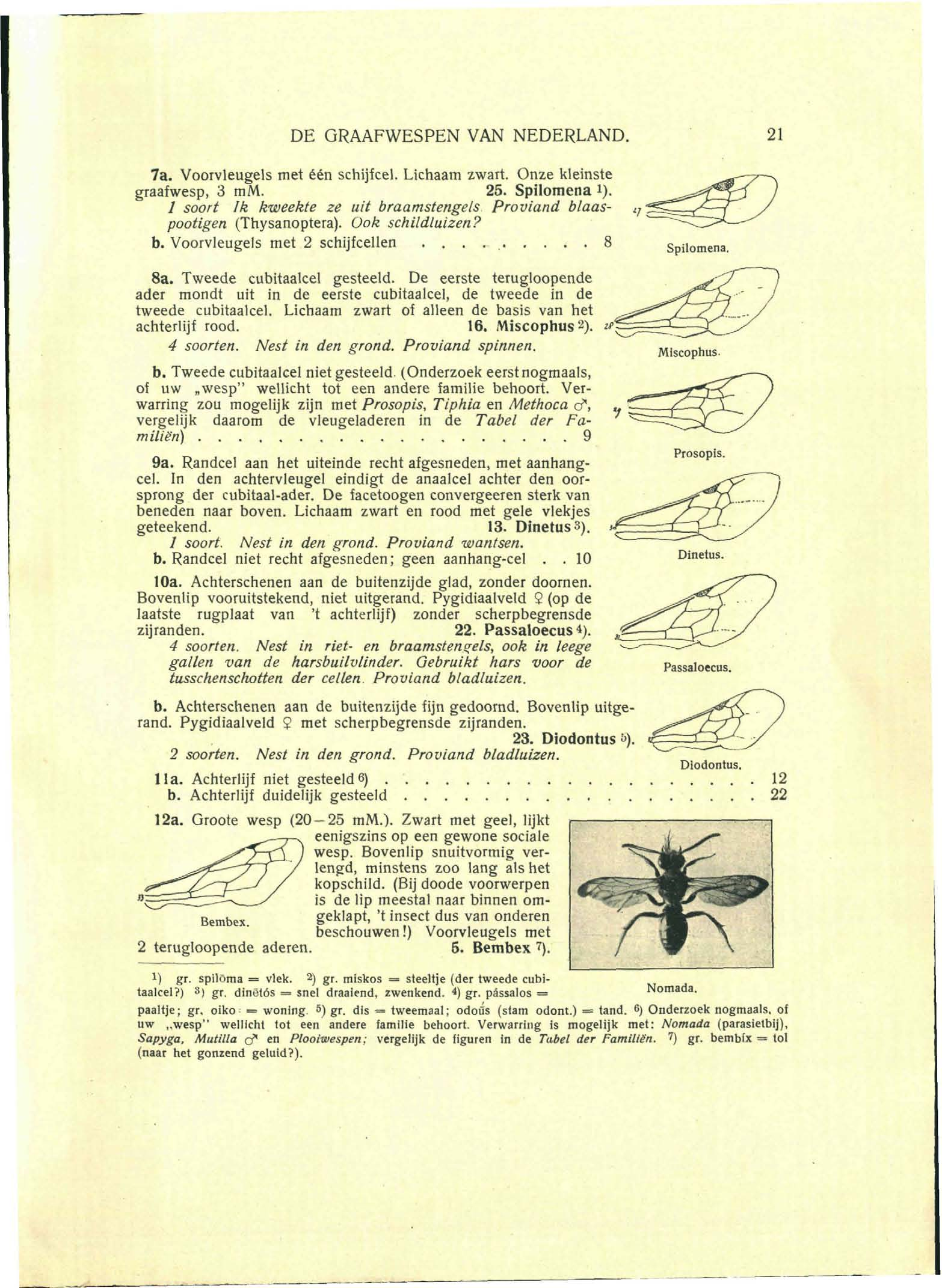 DE GRAAFWESPEN VAN NEDERLAND. 21 7a. Voorvleugels met één schijfcel. Lichaam zwart. Onze kleinste graafwesp, 3 mm. 25. Spüomena i).