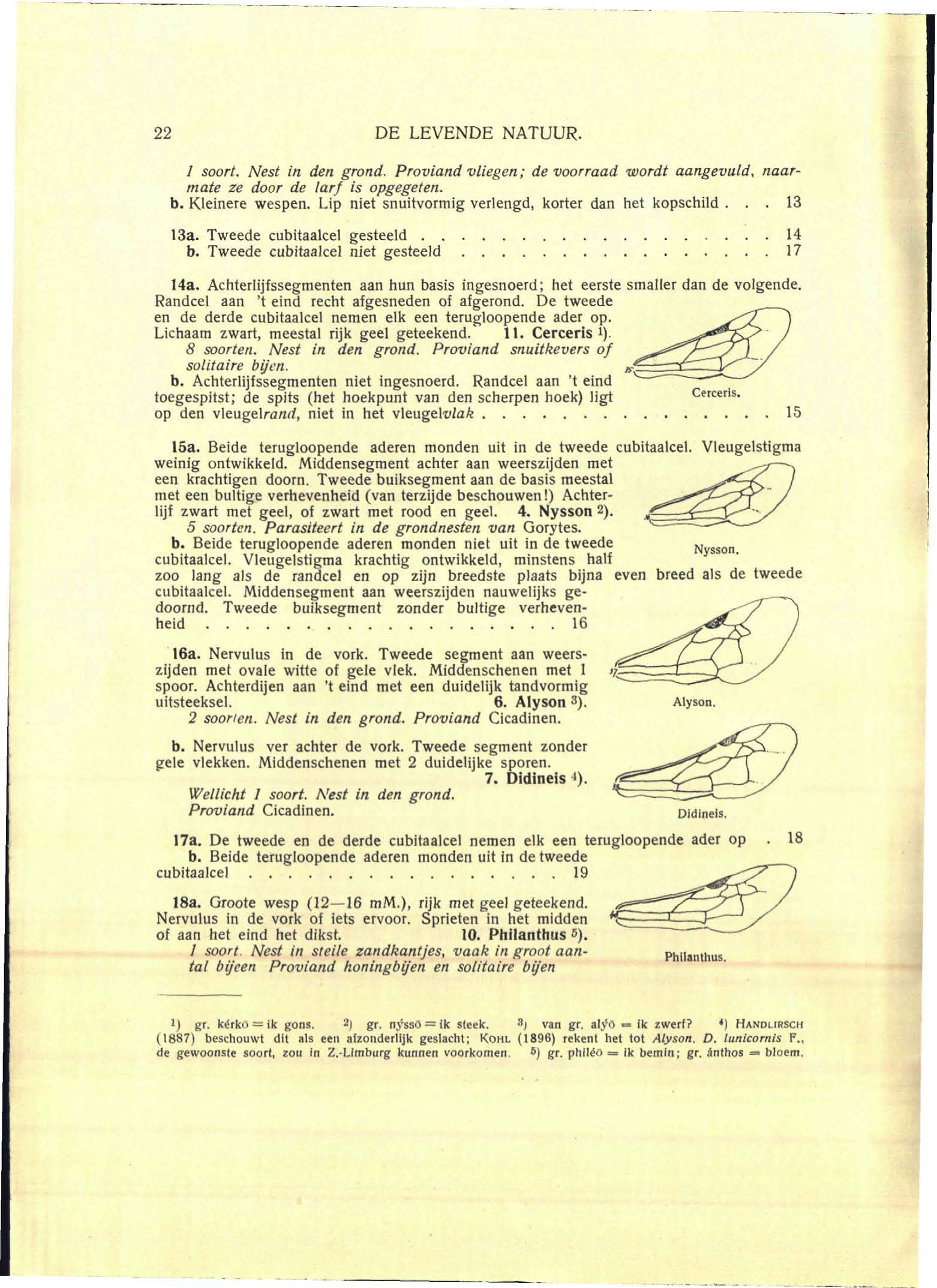 22 DE LEVENDE NATUUR. / soort. Nest in den grond. Proviand vliegen; de voorraad wordt aangevuld, naarmate ze door de larf is opgegeten. b. Kleinere wespen.