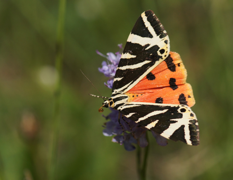 4.7 Nachtvlinders Spaanse vlag (Euplagia quadripunctata). Foto: Chris van Swaay/De Vlinderstichting.