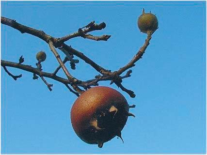 1.104 - Het archeobotanische onderzoek Verder zijn er fragmenten aangetroffen van bosaardbei (Fragaria vesca), zoete kers (Prunus avium), pruim (Prunus insitia en Prunus domestica), braam (Rubus sp.