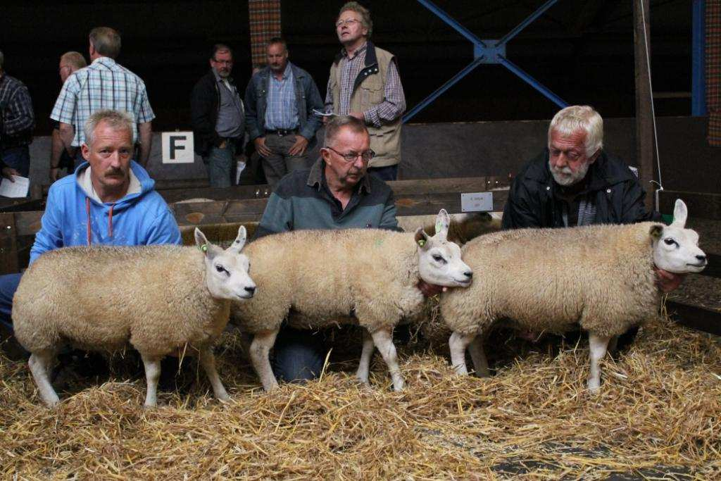 Ooilammeren, tweetallen, 15 stuks (80% aanwezig) De 2 rubrieken hebben wel belangstelling, maar in de breedte schort het aan expansie. De typering vrij goede en gewone rubriek zegt voldoende.