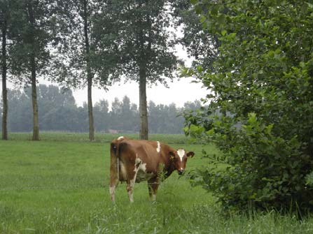 obi^qfbljdbsfkd De landschapsstructuur zet zich vanuit de omgeving Renesse door naar het westelijk deel van Brouwersdam-Zuid. Vanaf de duinen ligt dit gebied volledig in het (boven)aanzicht.