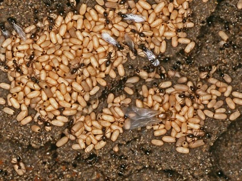 Miereneitjes maken: Jawel, het is mogelijk zelf een alternatief voor miereneitjes te maken met een even hoog eiwitgehalte. Gelezen in Die Voliere nummer 7/2001.