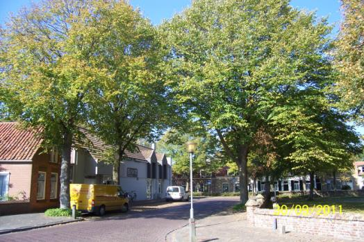 Achterstand in onderhoud en herstel. Bomen zijn gezond en groeikrachtig. Er zijn vrijwel geen beschadigingen. Bomen hebben een evenwichtige kroon.