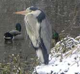 Blauwe reiger In het gebied verblijven meestal 2 tot 5 exemplaren, en een maximum van 10 exemplaren. We vermoeden dat dit altijd dezelfde vogels zijn.