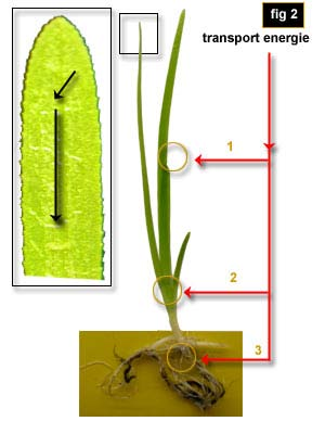 December 2010 op deze wijze als natuurlijke complexvormer ofwel chelator. Elementen die gecomplexeerd worden, zijn stabiel en kunnen via de plantenwortel vrij eenvoudig opgenomen worden.