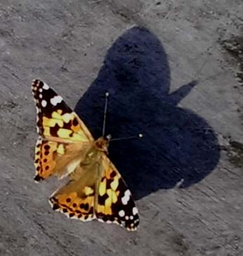 onder het toeziend oog van de landgeiten gaan we aan het werk in de biotoop