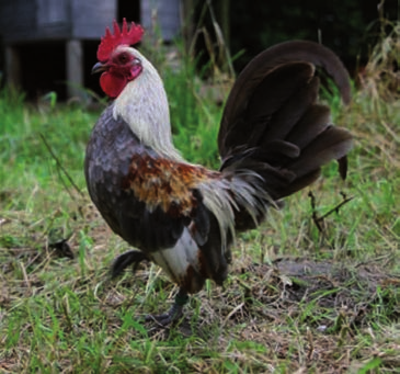 De dieren uit dergelijke kruisingen hebben soms al eens een grote kam, al is dit niet noodzakelijk het geval en vallen er ook dieren met goede kammen uit dergelijke kruisingen.