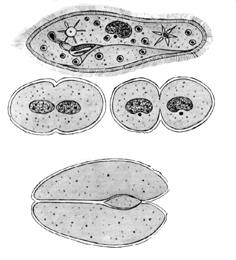 Het Pantoffeldiertje Het pantoffeldiertje, behoort tot de Afgietseldiertjes of Infusoriën. Door zijn speciale eigenschappen is het gemakkelijk rein, dwz. zonder andere organismen, te kweken.
