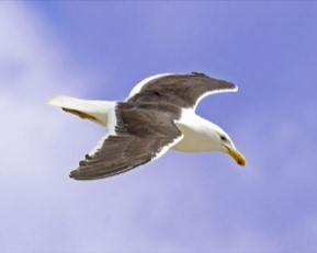 Les 4 - Strandjutten en zeevogels Zeevogels Zeevogels De Noordzee is een ondiepe, voedselrijke zee. Honderdduizenden zeevogels zijn hier in de zomer of winter te gast.