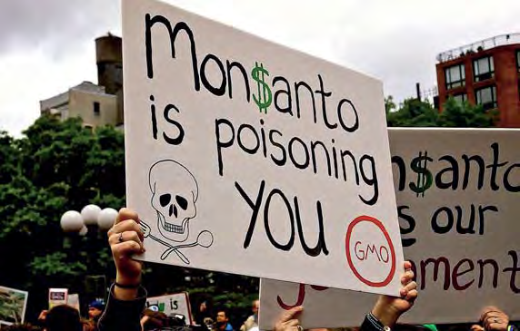 De combinatie van herbicide en genetische modificatie heeft Monsanto een slechte naam bezorgd Die conclusie maakte deel uit van een update van het toxicologisch profiel van het middel in het kader