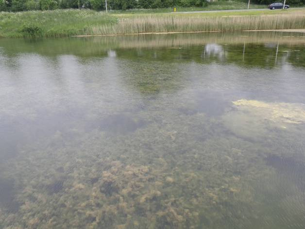 In de figuren 3.1 t/m 3.3 is de waterplantenbedekking en de zichtdiepte op de drie locaties weergegeven.