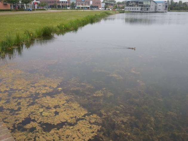 Ook leek de uiteindelijke behaalde waterplantenmassa wat lager: niet de hele waterkolom was dichtgegroeid zoals in 2012.