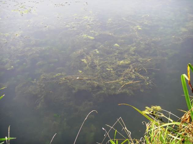 - Hydro Venturi Houten - Resterende waterplantenbegroeiing in de westhoek van het water