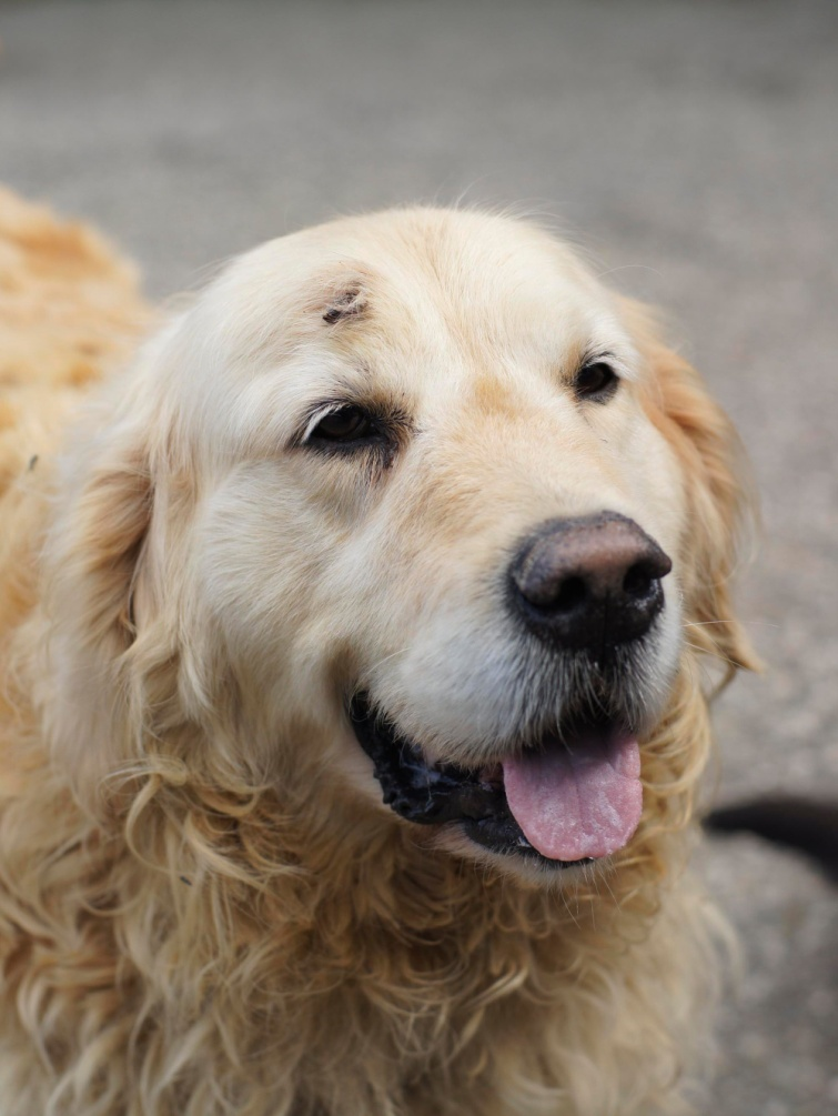 Colofon Stichting Dierenthuis is een permanente huiskameropvang voor oude, zieke en kansarme honden, verwilderde katten, katten die besmet zijn met het aids- en/of leucosevirus en oude paarden.