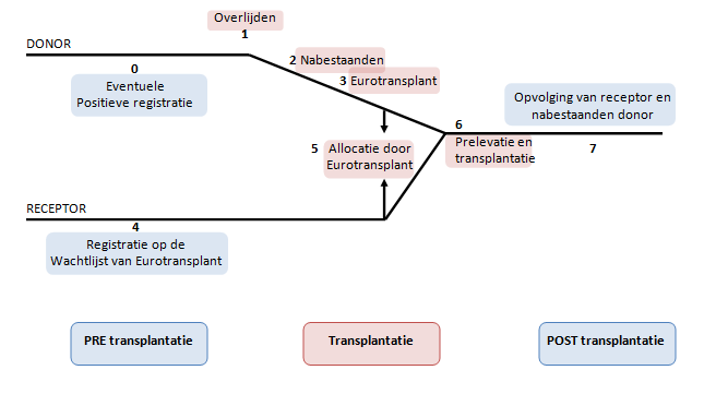 1.3. Orgaandonatie en transplantatie proces in België Figuur 1: Orgaandonatie en -transplantatie proces 1 Indien we het volledige orgaandonatie en transplantatie proces bekijken kunnen we dit in drie