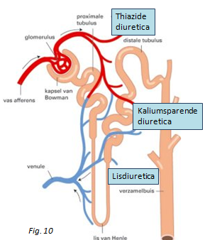 Furosemide Lisdiuretica Werkingsmechanisme: Remt Na + /K + /2Cl