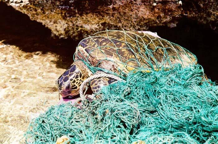 Figuur 2: Een schildpad zit vast in een vissersnet ( Ghost fishing ) (NOAA, 2015).