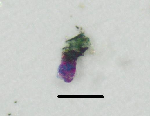 Figuur 10: Overzichtsfoto. Bovenaan links: contaminatie van labolucht. Bovenaan rechts: twee samengeklitte blauwe microbeads.