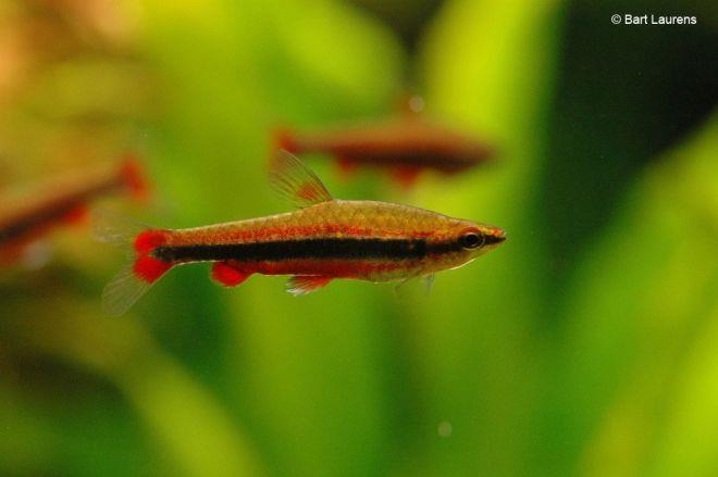 Nannostomus beckfordi, een mannetje