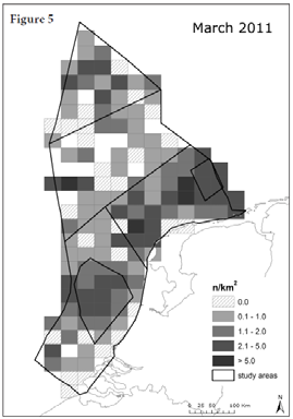 Clusters van bruinvissen duiden over het algemeen op kortstondige lokale goede foerageercondities (Camphuysen & Siemensma 2011) met uitzondering van de waarschijnlijke deelpopulatie voor de kust van