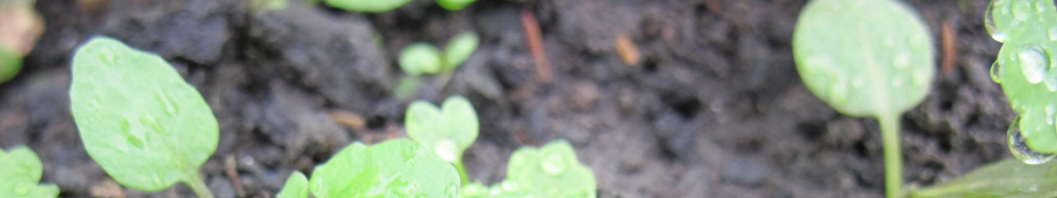 Paddenstoel Sclerotinia, 21 september 2011. 2.2 Waarnemingen Tijdens de uitgevoerde waarnemingen zijn 100 planten per proefveld beoordeeld op aantasting door Sclerotinia.