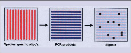 4.6. Reverse line blot (RLB) Met behulp van reverse line blot hybridisatie kunnen specifieke pathogenen worden aangetoond. Voorafgaand aan de werkelijke RLB is er PCR amplificatie.