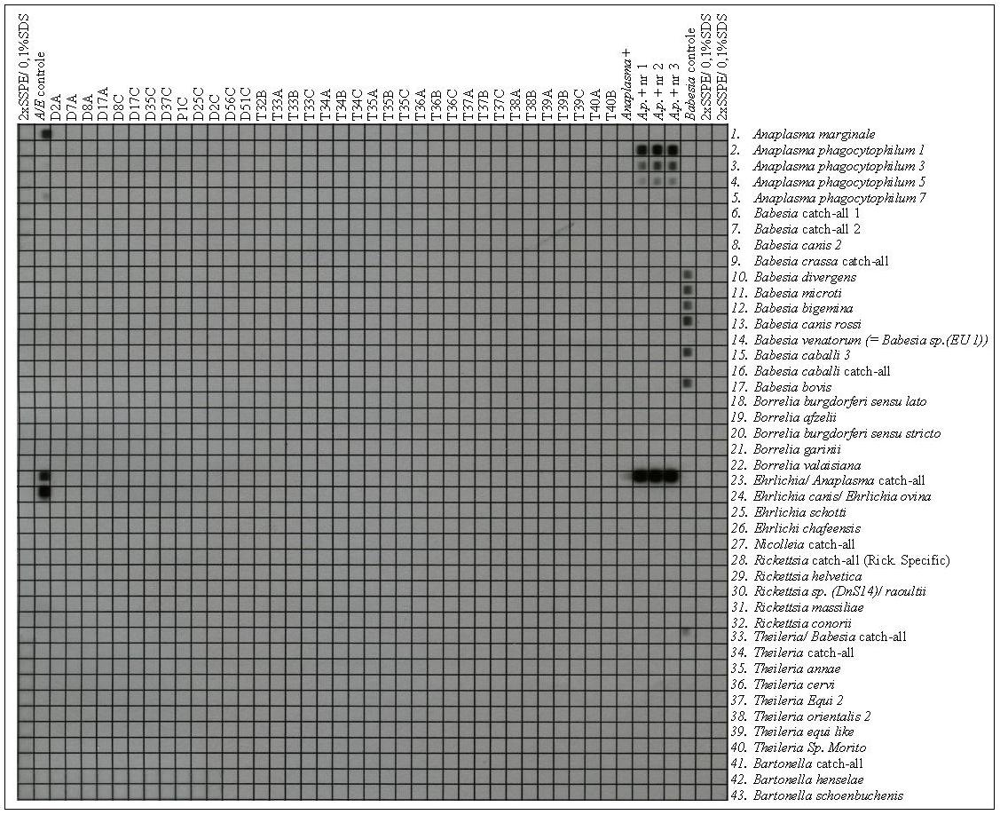 RLB: membrane JB1.1 24-02-2011 Eerste 13 aangebrachte samples zijn DNA bloedsamples (D=dog, P= pup) afkomstig van honden van de klinieken uit Curaçao.