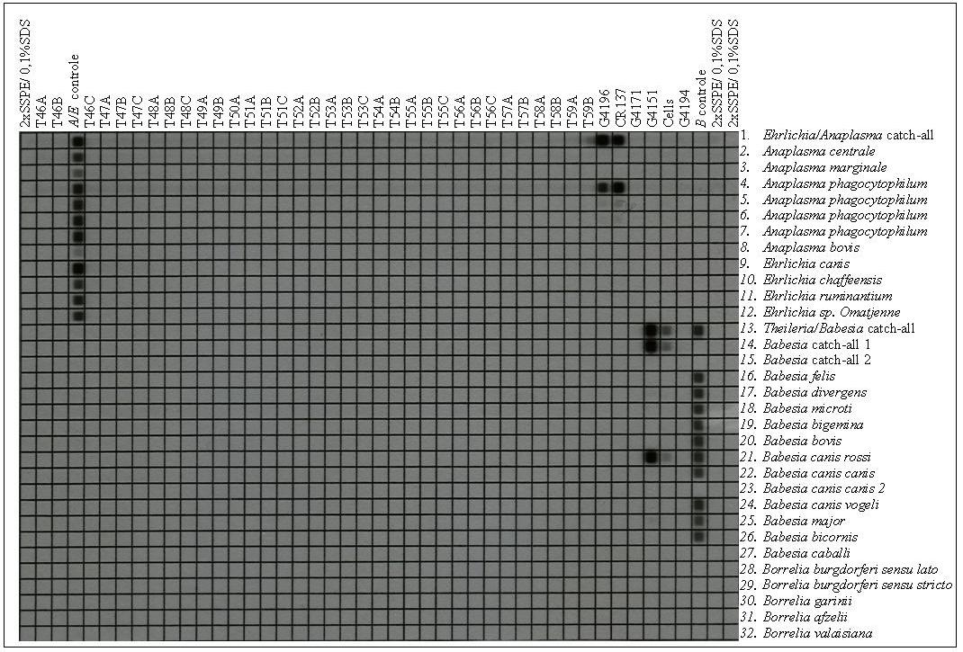 RLB: membrane ML3 21-03-2011 T46A t/m T59B; samples