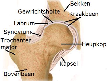 Ttale heupprthese Anatmie van het heupgewricht Het heupgewricht wrdt mslten dr het kapsel. De binnenbekleding van het kapsel (synvium) prduceert gewrichtsvcht.