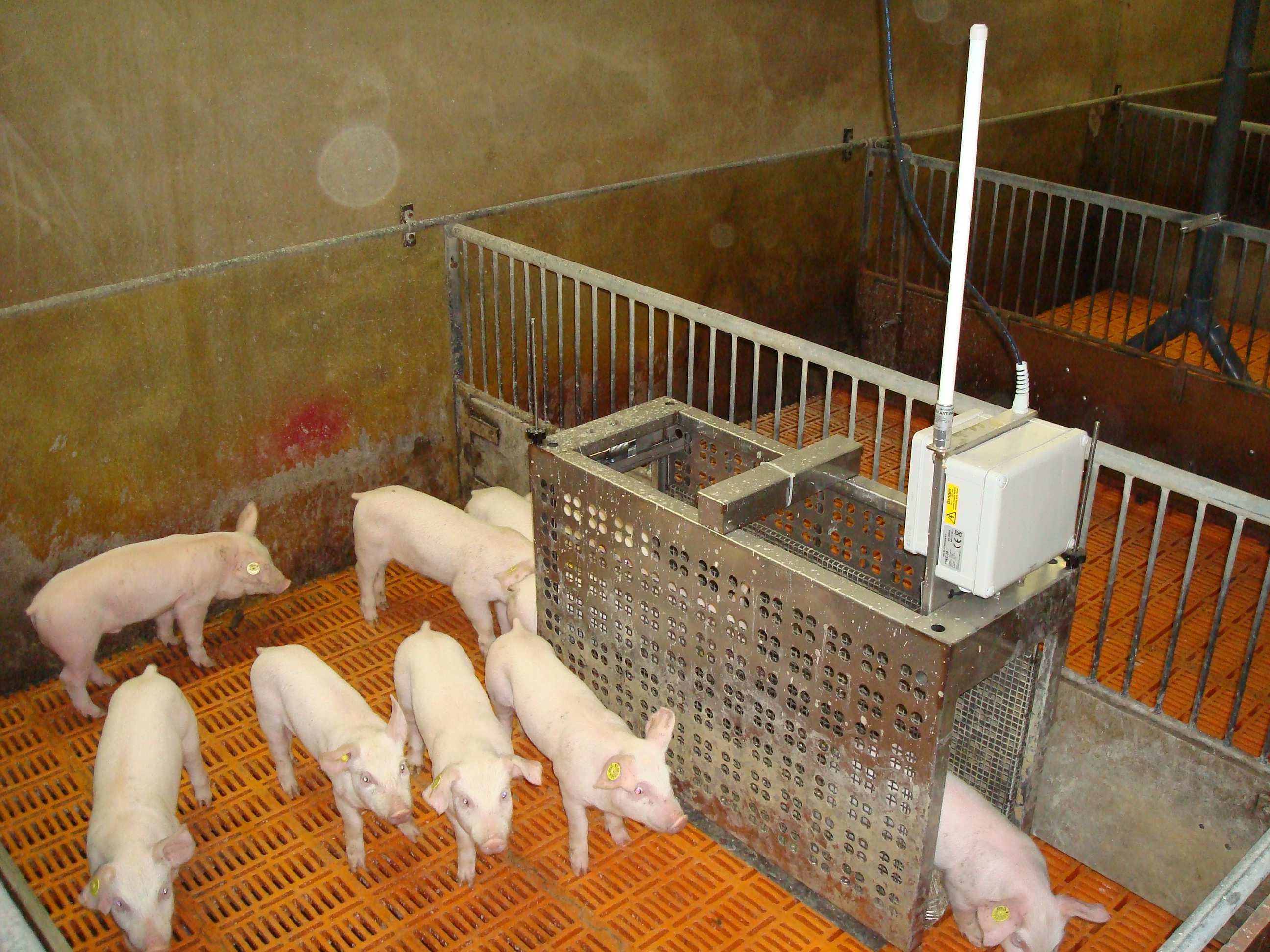 De PigScale is de gemakkelijkste manier om deze gegevens te verkrijgen, zonder extra arbeid! Uit onderzoek is gebleken dat minder dan 10% van de vleesvarkenshouders tussentijds hun varkens wegen.