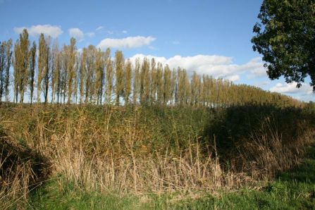 Vloeiveld D.19 Overzichtsfoto van het tweede vloeiveld, vloeiveld D.19. Het vloeiveld bestaat uit riet en heeft een oppervlakte van ± 3000m 2.