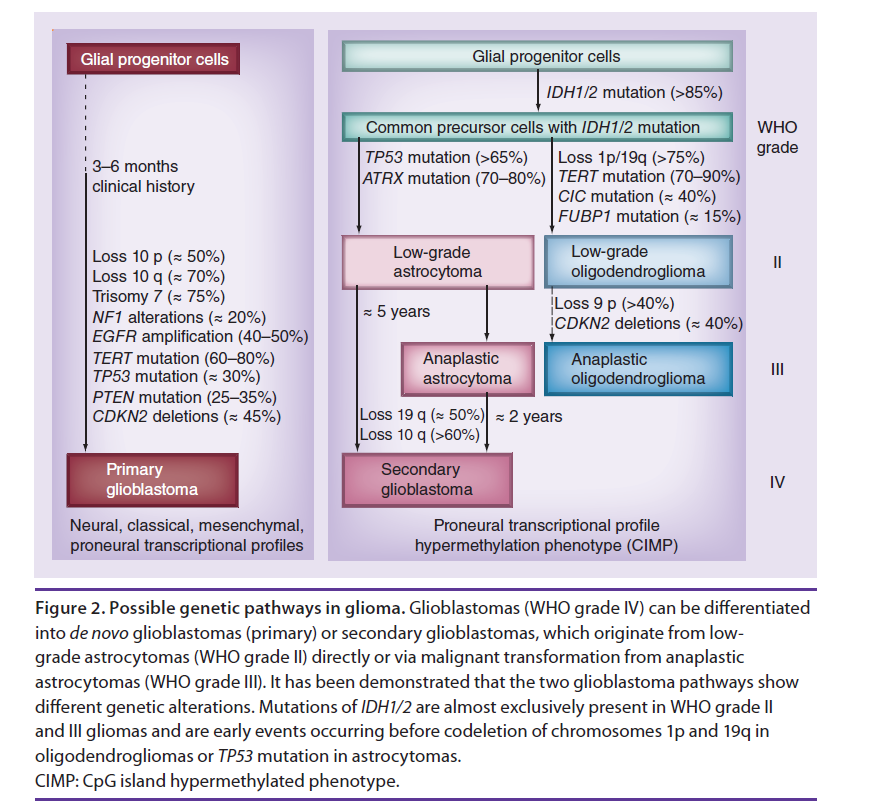 Uit : CNS Oncol.