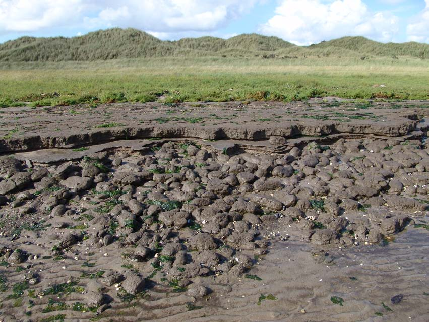 Kustafslag kwelderrand De vegetatie van de kuststrook ten zuiden van Het Oerd en de Oerderduinen wordt gekenmerkt door een grote soortenrijkdom en is door zoetzoutgradiënten in haar