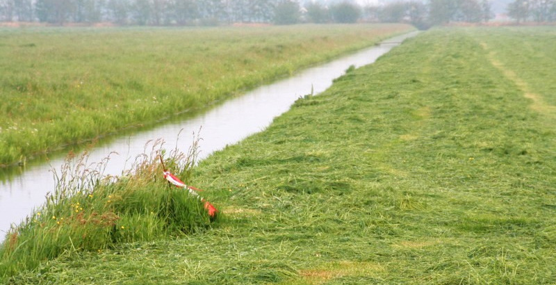 blz 88 113603 - Openheid; voor veel weidevogels is openheid van het landschap een belangrijke voorwaarde voor het voorkomen.