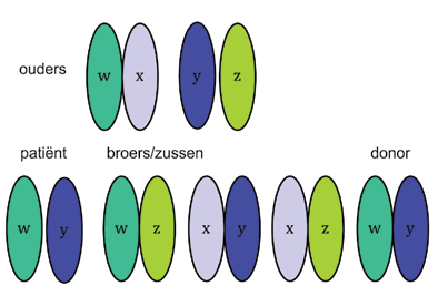 Figuur 1. Selectie van familiedonoren gebeurt op basis van major histocompatibiliteitsantigenen behorende tot klasse I (ABC) of klasse II (DR DQ), gelegen op chromosoom 6.