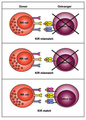 Figuur 5. Killer immunoglobuline like receptors op natural-killer (NK)-cellen geven aanleiding tot functionele remming, mits de respectievelijk humaan leukocytantigeen C1, C2, en/of B4 aanwezig is.