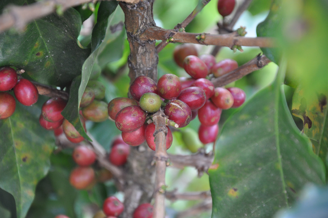 Arabica En Robusta, Wat Is Het Verschil? Inmiddels worden de koffieplanten over de hele wereld onderverdeeld in twee families: Arabica en Robusta.