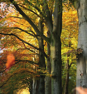 De villa maakt deel uit van een beschermd stadsgezicht en ligt op de Boomberg, de oudste villawijk van Hilversum. Nog altijd is het een natuurlijk wandelgebied, waar ook wordt gewoond.