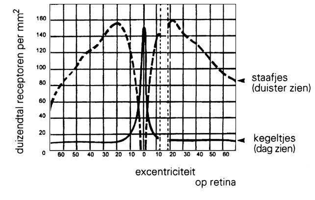 HOOFDSTUK 2. THEORIE 7 Ruimtelijke verdeling staafjes en kegeltjes De staafjes en de kegeltjes zijn niet uniform verdeeld over de retina (het netvlies) van het oog.