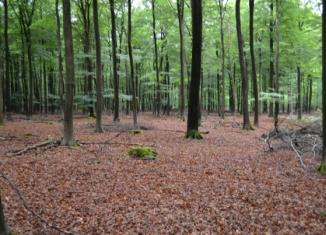 Naast droge heide is er ook onderzoek gedaan in grove den-, douglas-, en beukopstanden. Per natuurtypen zijn zes verschillende plots uitgevoerd.