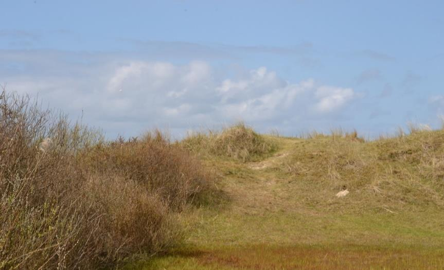 Duinheide (N08.04) Op de oudere duinen komt onder andere het natuurtype duinheide voor. Dit type kenmerkt zich met soorten zoals struikhei en kraaihei maar ook helm en pijpenstrootje.