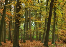 Toen in 1993 de wet op de landloperij werd afgeschaft, wilde de federale overheid de voormalige Rijksweldadigheidskolonies van Wortel en Merksplas afstoten, een landschappelijke eenheid die evenwel